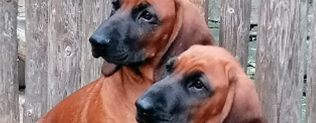 Cachorros de Sabueso de Sangre de Baviera.