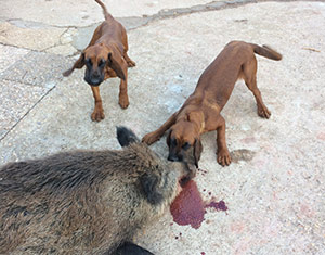 Criadores de Sabueso de Sangre de Baviera.